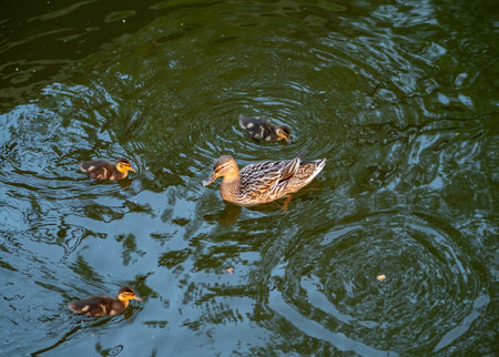 A family of ducks, a duck and its little ducklings are swimming in the water. The duck takes care of its newborn ducklings. Ducklings are all together included. Mallard, lat. Anas platyrhynchosの写真素材