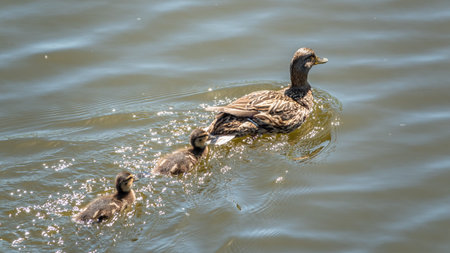 A family of ducks, a duck and its little ducklings are swimming in the water. The duck takes care of...