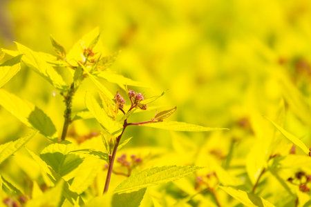 Branches of bushes with young green and red leaves in the sunset light. Background image.の写真素材