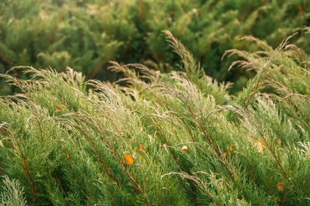 Bright green juniper branches illuminated by the sun. Juniper bush in autumn. Green natural backgroundの写真素材