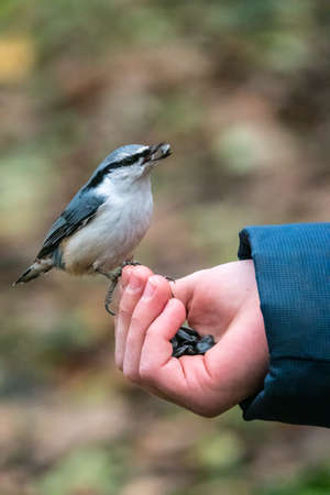 The Eurasian nuthatch eats seeds from a palm. A tit bird sitting on the hand and eating seeds. Hungry wood nuthatch eating nuts from a hand during autumnの写真素材