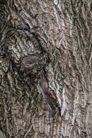 Texture of the bark of old maple tree. Cracked bark, embossed texture of the maple. Detailed bark...