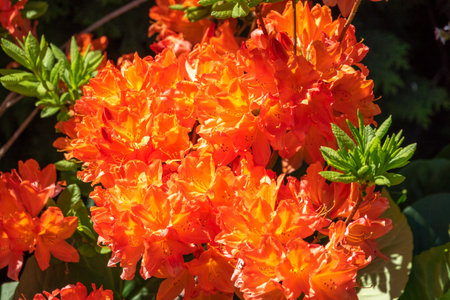 Summer Flowering Bright Orange Flowers on a Deciduous Azalea Shrub, Rhododendron Gibraltar. Beautiful natural background of blooming greenery. Natural beauty of natureの写真素材