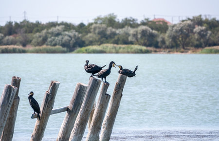 A flock of cormorants sits on a old sea pier. The great cormorant, Phalacrocorax carbo, known as the great black cormorant, or the black shag.の写真素材