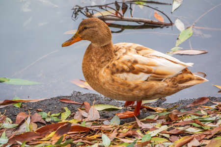 Yellow colored Mallard female Duck swims in the pond. Animal polymorphism. Portrait of a female of duck on the water. Mallard, lat. Anas platyrhynchos, femaleの写真素材