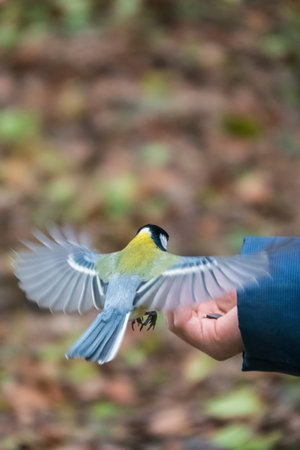 A tit sits on a man's hand and eats seeds. Taking care of birds in winter.の写真素材