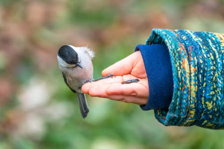The willow tit eats seeds from a palm of little boy. A willow tit bird sitting on the hand and eating seeds. Hungry bird willow tit eating seeds from a hand during autumnの写真素材