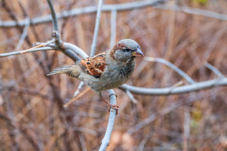 Sparrow sits on a branch without leaves. Sparrow on a branch in the autumn or winterの写真素材