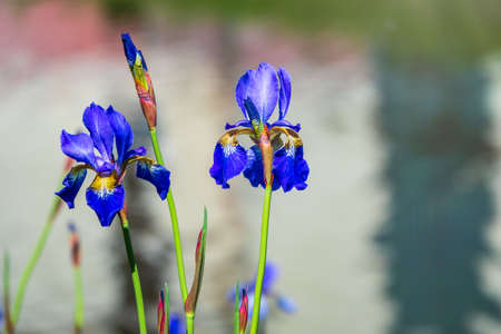 Blue Flowering Iris Cycloglossa Alpine Plant. Blooming blue flowers on green backgroundの写真素材