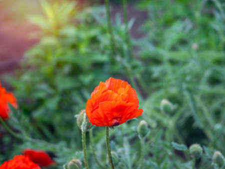 Blooming Red poppy on a green background with soft focus. Bright colorful artistic image, floral backgroundの写真素材