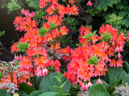 Summer Flowering Bright Orange Flowers on a Deciduous Azalea Shrub, Rhododendron Gibraltar. Beautiful natural background of blooming greenery. Natural beauty of natureの写真素材