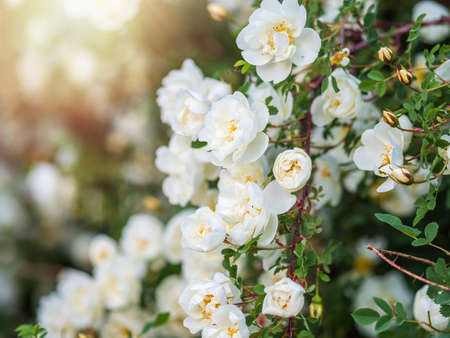 Rosehip Flowers. Flowering rosehip bush on a sunny summer day, close-up. Delicately white flowers on a branch of rose hips.の写真素材