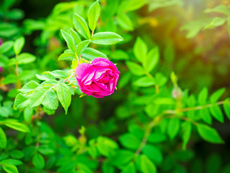 Blooming rosehip flower, beautiful pink flower on a bush branch. Beautiful natural background of blooming greenery. Natural beauty of nature.の写真素材