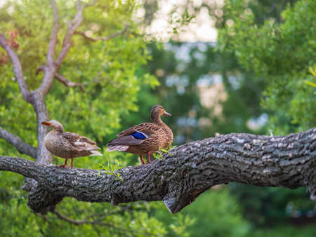 Two Mallard ducks, lat. Anas platyrhynchos, male and female, sits on the tree on the shore of the pond. Wild animals in big cityの写真素材