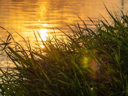 Green, juicy grass against the background of water. The leaves are illuminated by the bright evening sun. Plants grow on the shore of the lake. Image for background. Natural beauty of nature.の写真素材