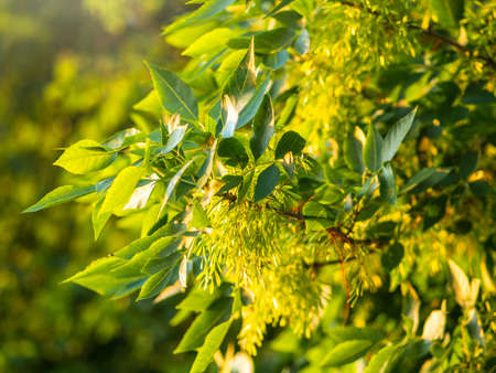Close up of seeds of the ash, or European ash or common ash, Fraxinus excelsior. Ash tree green leaves with seedsの写真素材