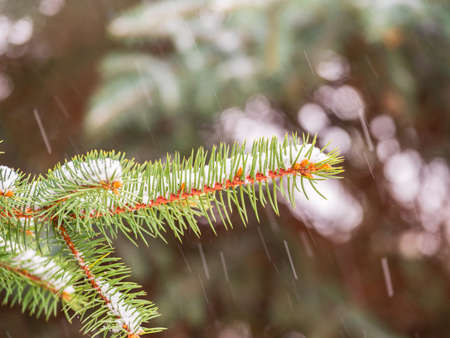 Background of green spruce branches in autumn or winter snowfall. Green branches of a Christmas tree covered with white snow in the sunlight. Natural winter backgroundの写真素材