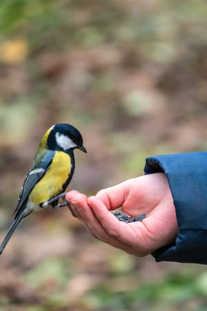 A tit sits on a man's hand and eats seeds. Taking care of birds in winter.の写真素材