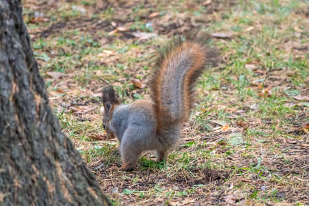 Squirrel in autumn hides nuts on the green grass with fallen yellow leaves. Squirrel looking for food on the ground. Wild animal. Autumn forest.の写真素材
