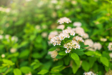 Spiraea chamaedryfolia or germander meadowsweet or elm-leaved spirea white flowers with green background. Magnificent shrub Spiraea chamaedryfoliaの写真素材