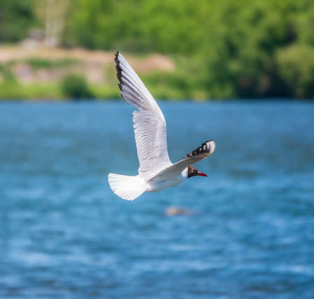 Beautiful Black Headed Gull, in elegant flight over blue water. The black-headed gull, latin name Chroicocephalus ridibundusの写真素材