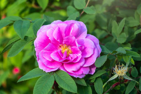Blooming rosehip flower, beautiful pink flower on a bush branch. Beautiful natural background of blooming greenery. Natural beauty of nature.の写真素材
