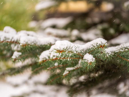 Background of green spruce branches in autumn or winter snowfall. Green branches of a Christmas tree covered with white snow in the sunlight. Natural winter backgroundの写真素材