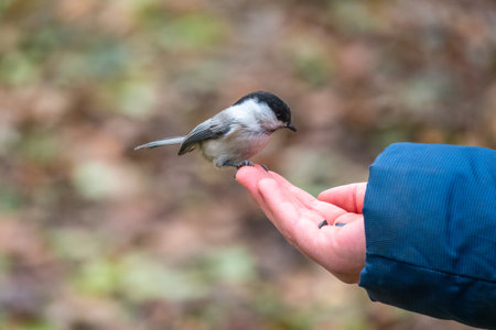 The willow tit eats seeds from a palm of little boy. A willow tit bird sitting on the hand and eating seeds. Hungry bird willow tit eating seeds from a hand during autumnの写真素材