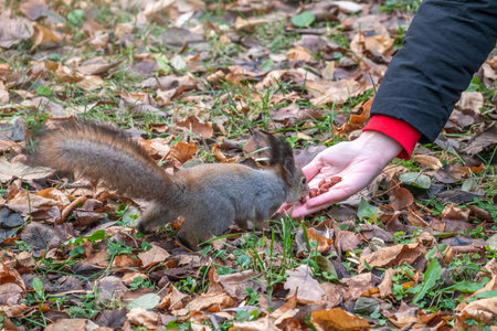 Girl feeds a squirrel with nuts in an autumn park. Squirrel eats nuts from the girls hand.の写真素材