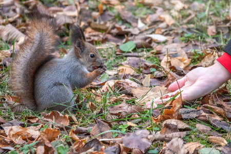 Girl feeds a squirrel with nuts in an autumn park. Squirrel eats nuts from the girls hand.