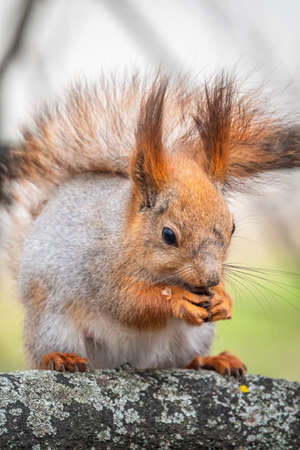 The squirrel with nut sits on a branches in the spring or summer. Eurasian red squirrel, Sciurus vulgarisの写真素材
