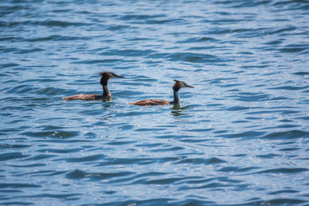 Two Great Crested Grebes swim in the lake. The great crested grebe, Podiceps cristatus, is a member...