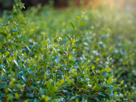 Green bushes with young leaves in the sunset. Background springtime image.