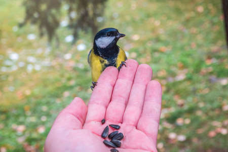 A tit sits on a man's hand and eats seeds. Taking care of birds in winter.の写真素材