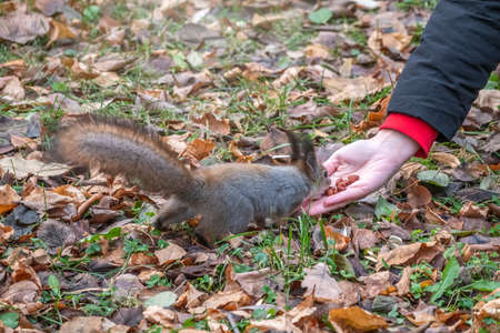Girl feeds a squirrel with nuts in an autumn park. Squirrel eats nuts from the girls hand.の写真素材