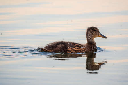 Cute little duckling swimming alone in a lake or river with calm water. Agriculture, Farming. Happy duck. Cute and humorの写真素材