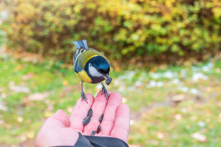 A tit sits on a man's hand and eats seeds. Taking care of birds in winter.