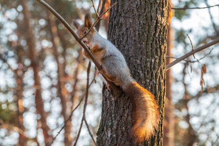 Autumn squirrel with nut sits on a branch. Wild animal. Autumn forest.