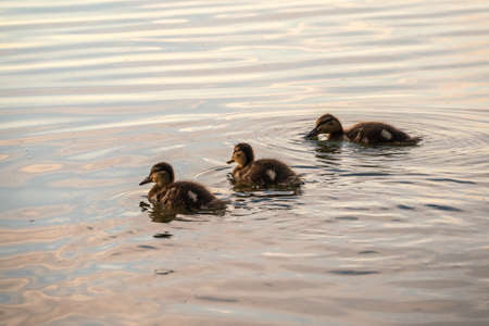 Cute little duckling swimming alone in a lake or river with calm water. Agriculture, Farming. Happy duck. Cute and humorの写真素材
