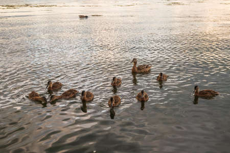 A family of ducks, a duck and its little ducklings are swimming in the water. The duck takes care of its newborn ducklings. Ducklings are all together included. Mallard, lat. Anas platyrhynchosの写真素材