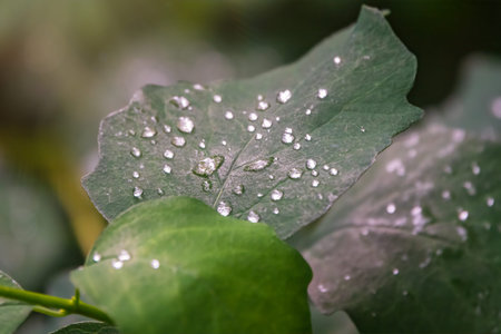 Branch of rose leaves with water drop. Green leaves with water drops after rainの写真素材