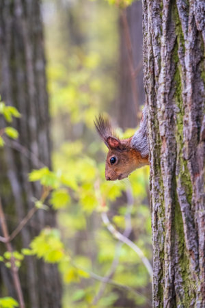 Portrait of a squirrel on a tree trunk. A curious red squirrel peeks out from behind a tree trunk