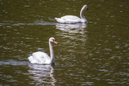 Two graceful white swans swim in the dark water. The mute swan, Cygnus olorの写真素材