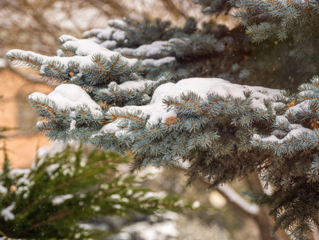 Green fir branches in winter covered with snow. Branches of fir tree as background, closeup....