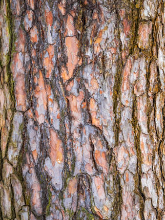 Bark of pine tree. Seamless tree bark background. Brown texture of the old tree. Natural coniferous bark backgroundの写真素材