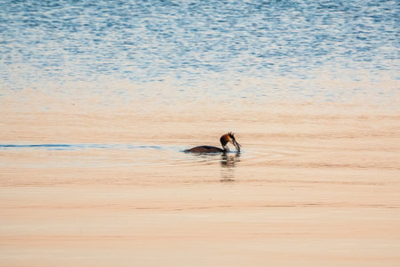 Great Crested Grebe swimming in the calm lake with fish in its beak. The great crested grebe,...