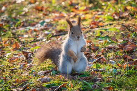 Autumn Squirrel standing on its hind legs on on green grass with fallen yellow leaves. Eurasian red...