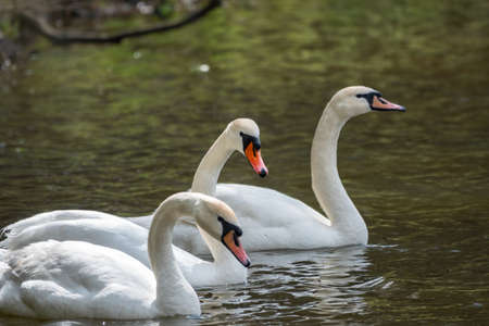 Graceful white Swans swimming in the lake, swans in the wild. The mute swan, latin name Cygnus olor.の写真素材