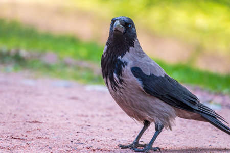 Black crow walks on green lawn. Raven on grass. Wild bird on meadow. Predatory animal of city fauna. Background of wild animal.の写真素材