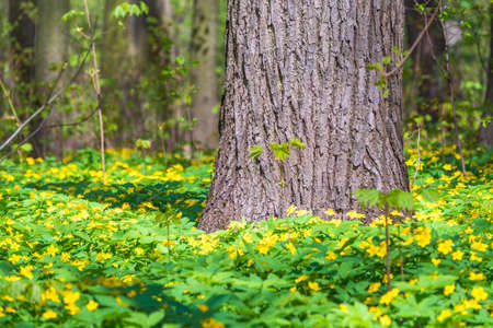 Spring yellow flowers - anemone ranunculoides, the yellow anemone, yellow wood anemone or buttercup anemone. A field of spring yellow wood flowersの写真素材